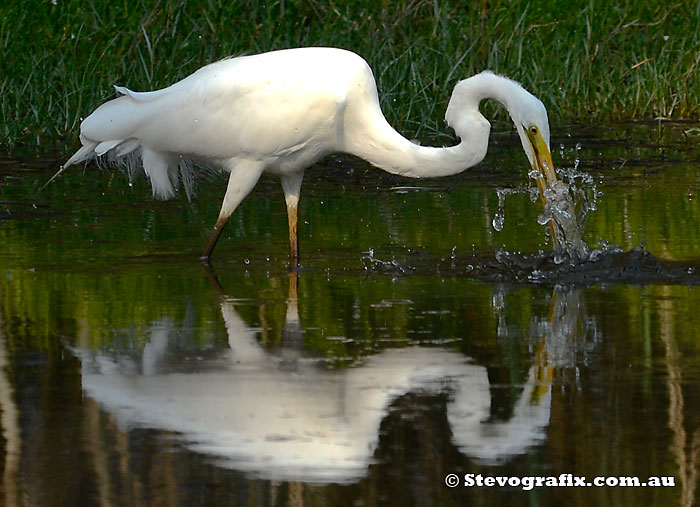 Great Egret