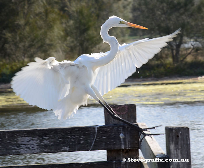 Great Egret on flight touchdown