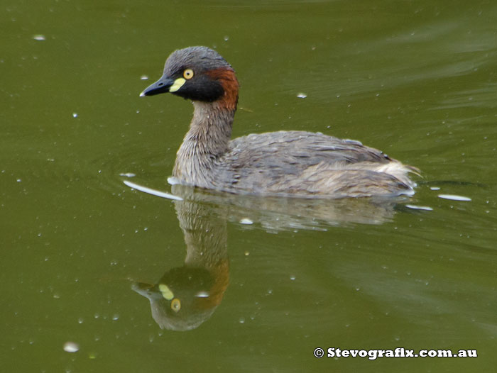 Australasian Grebe