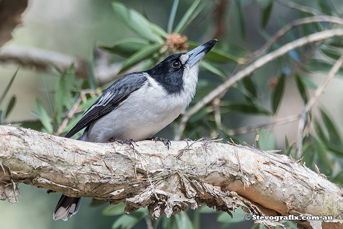 Male Grey Butcherbird