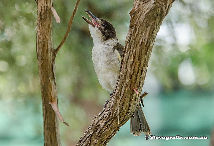 Young Grey Butcherbird