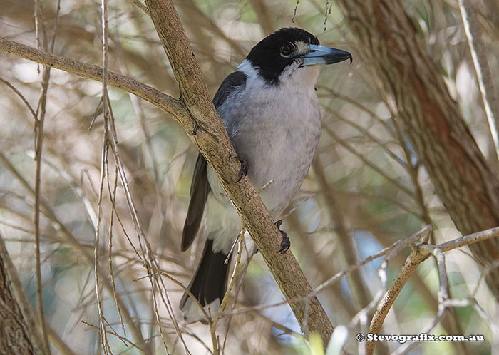 Male Grey Butcherbird