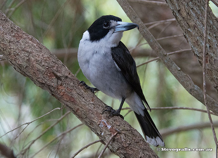 Male Grey Butcherbird