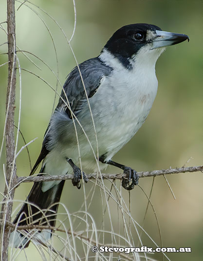 Grey Butcherbird preening