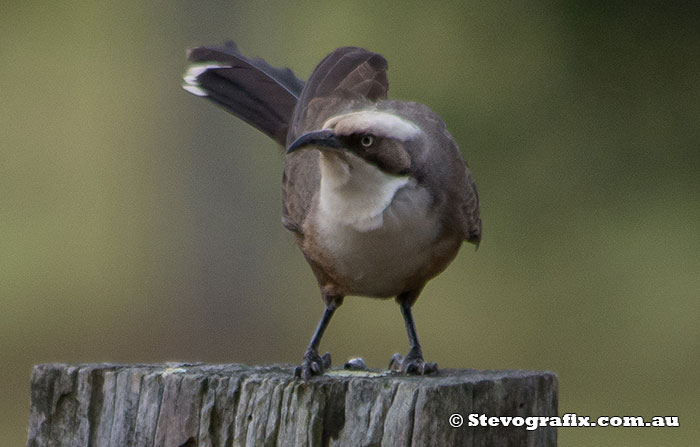 Grey-crowned Babbler