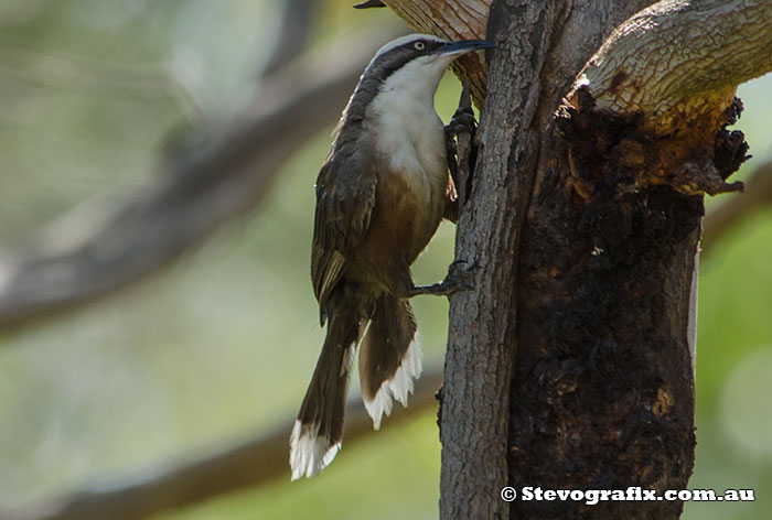 Grey-crowned Babbler