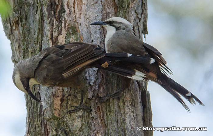 Grey-crowned Babblers