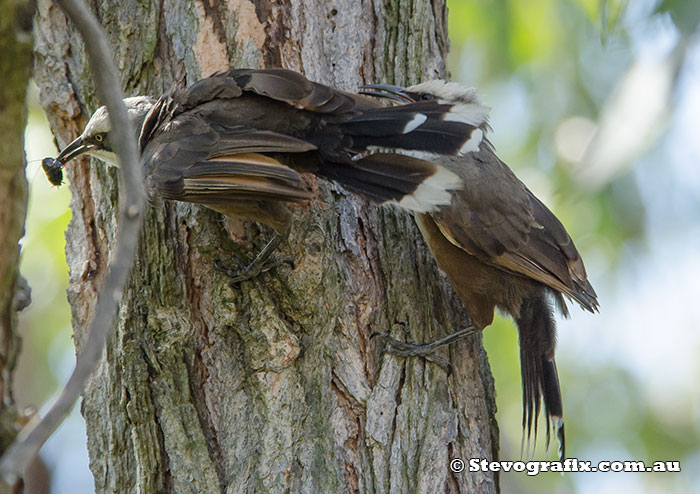 Grey-crowned Babblers