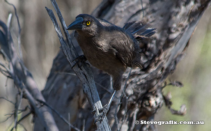 Grey Currawong