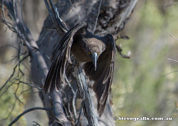 Grey Currawong