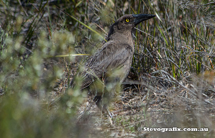 Grey Currawong