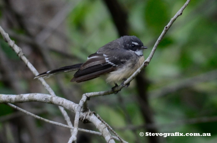 Grey Faintail