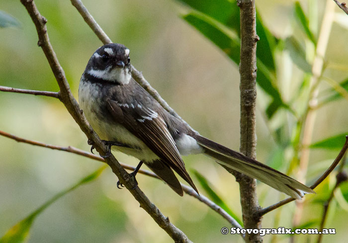 Grey Fantail