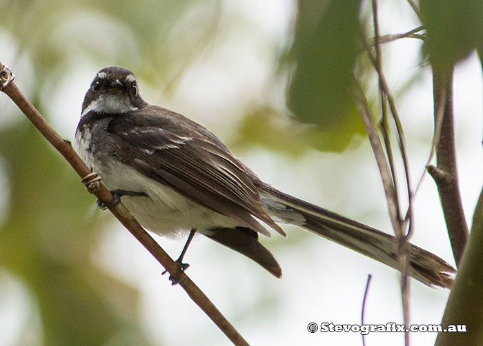 Grey Fantail