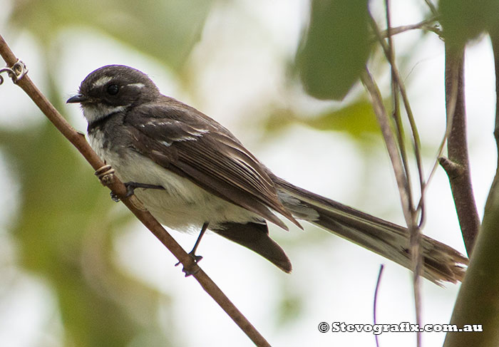 Grey Fantail