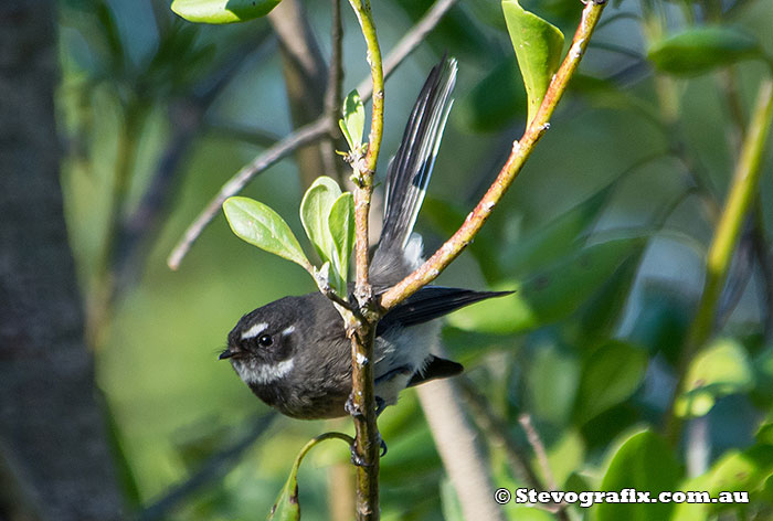 Grey Faintail