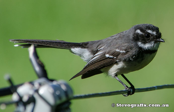 Grey Fantail