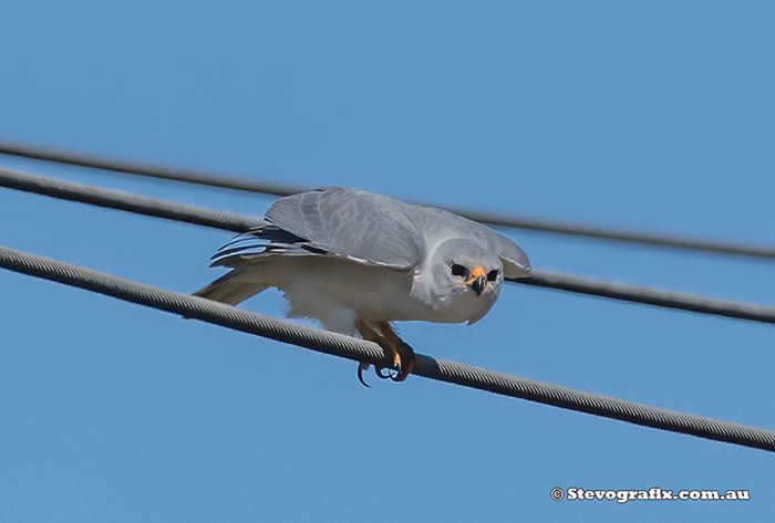 Grey Goshawk