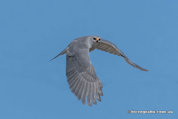 Grey Goshawk