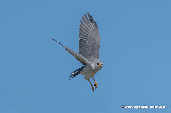 Grey Goshawk