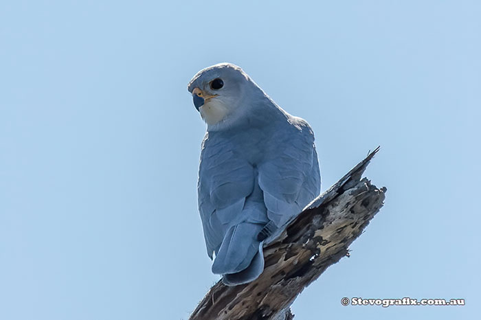 Grey Goshawk