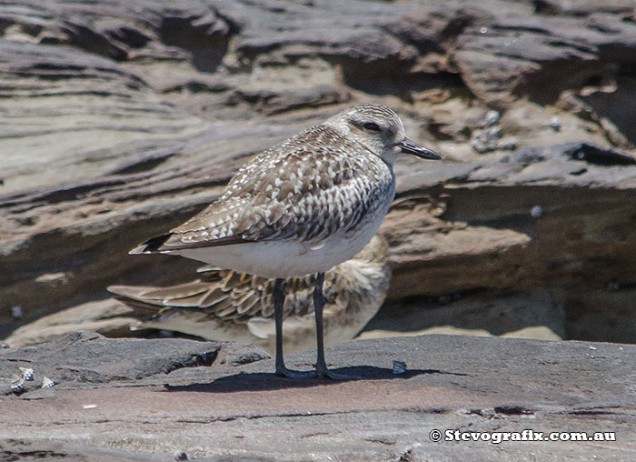 Grey Plover