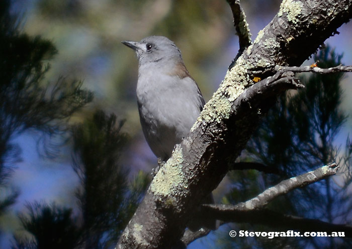 Grey Shrike-thrush at Little Dessert National Park, Vic