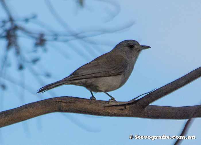 Grey Shrike-thrush