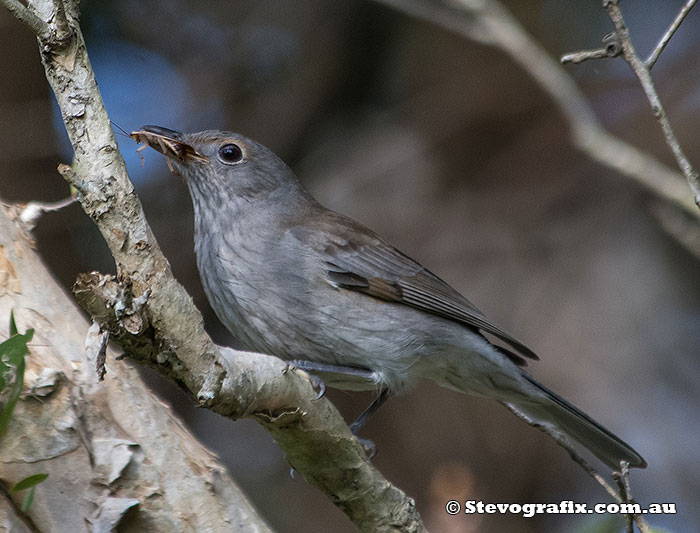 Juvenile Grey Shrike-thrush