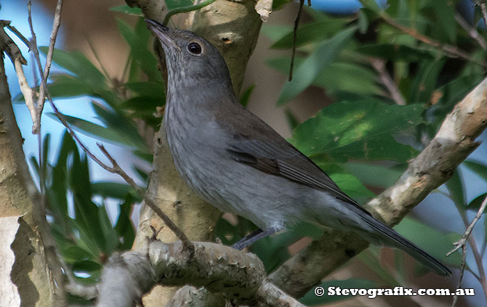 Juvenile Grey Shrike-thrush