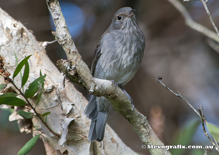 Juvenile Grey Shrike-thrush