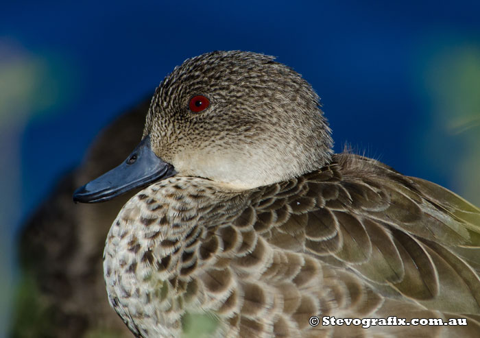 Grey Teal Profile