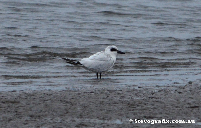 Gull-billed Tern