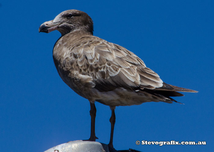 Immature Pacific Gull