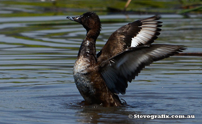 Hardhead in a flap, MacPhersons Swamp Mardi Oct 2013.