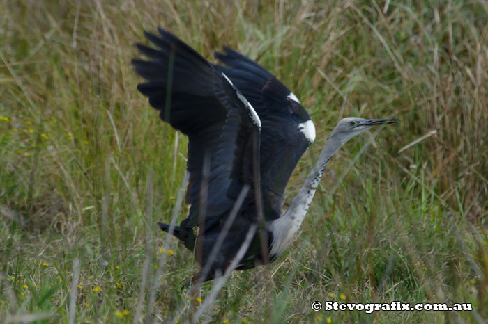 White-necked Heron