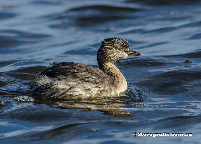 Hoary-headed Grebe