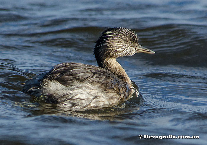 Hoary-headed Grebe