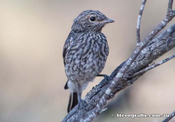 Juvenile Hooded Robin