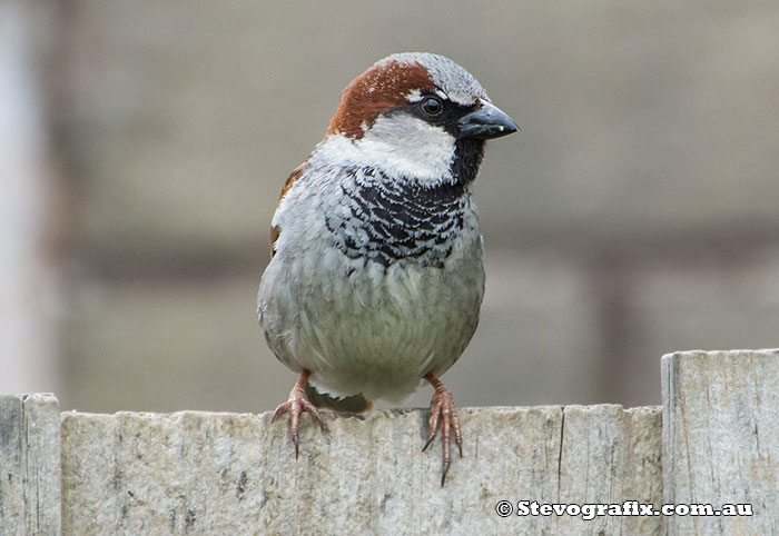 Male House Sparrow