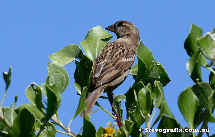 Female House Sparrow