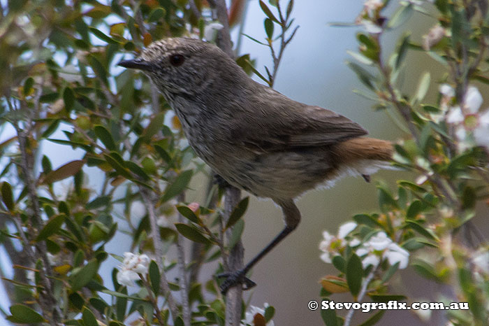 Inland Thronbill