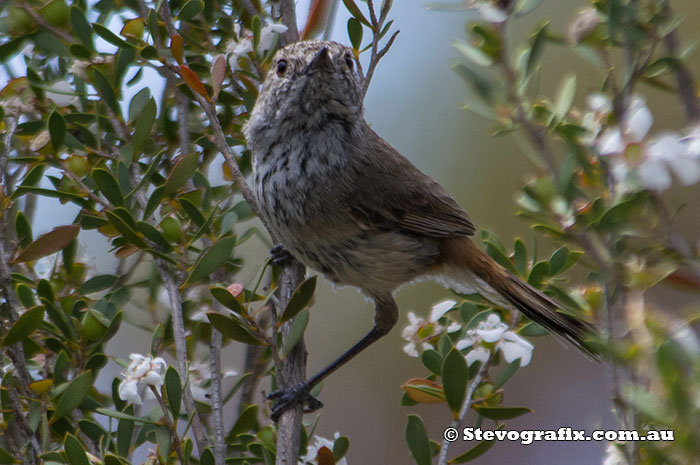 Inland Thornbill