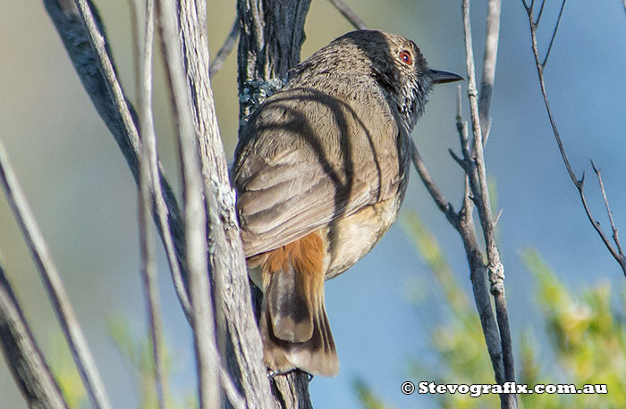 Inland Thornbill