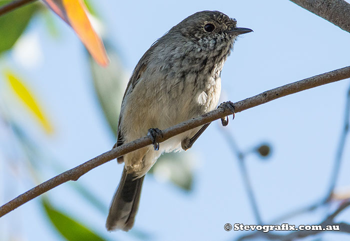 Inland Thornbill