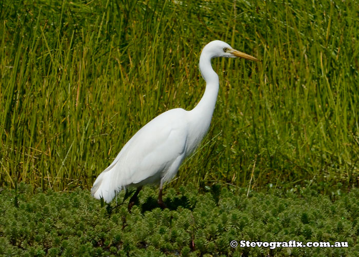 Intermediate Egret