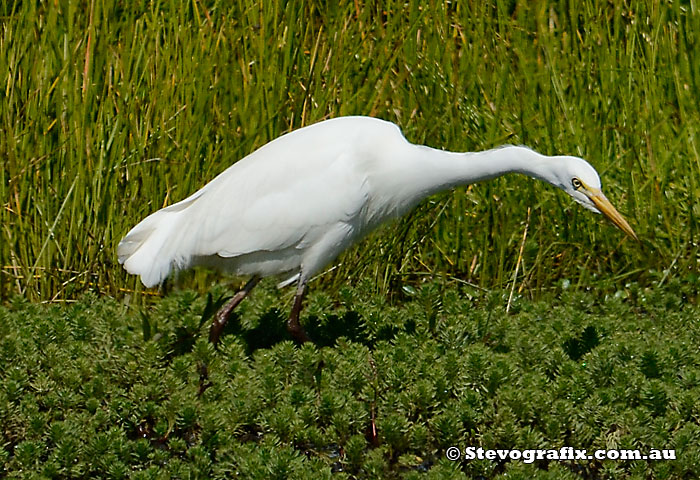 Intermediate Egret