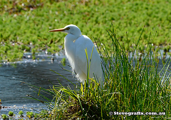 Intermediate Egret