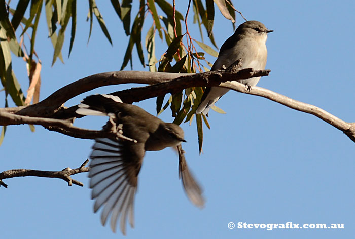 Jacky Winter in Flight from a tree