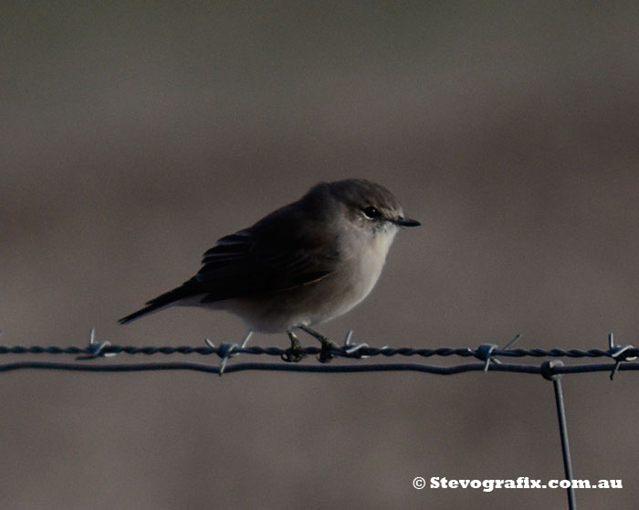 Jacky Winter Posing on a fence, Little Desert National Park, Vic